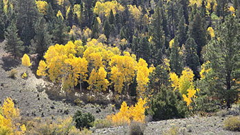 Cumbres/Toltec Railroad from Antonito, CO to Chama, NM